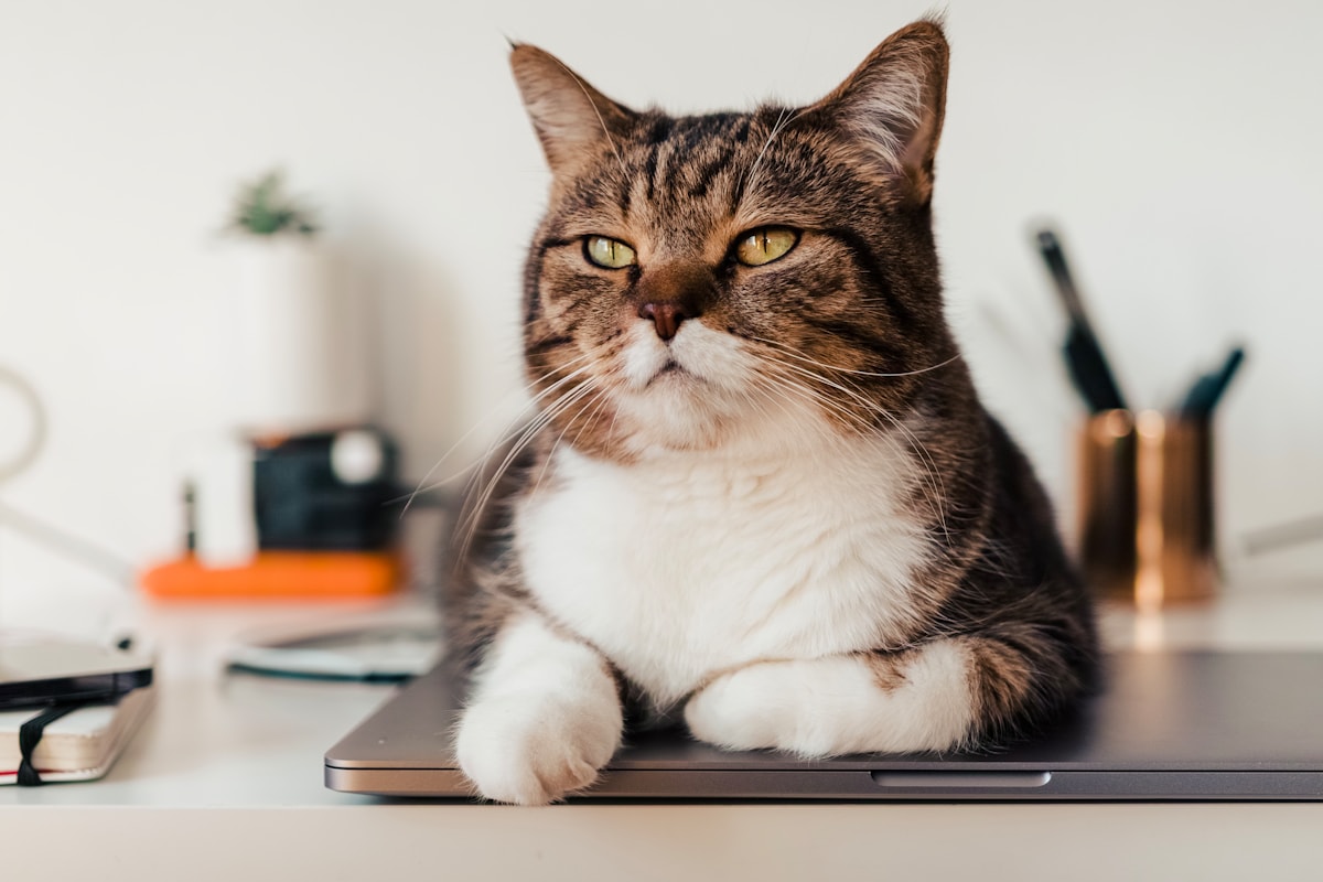 Buying a Laptop for a Pakistani Lawyer / Legal Practice 2026
